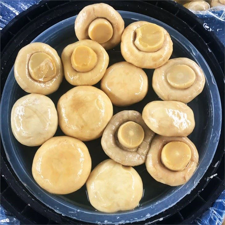 Mushroom In brine In 50kg Drum (2)