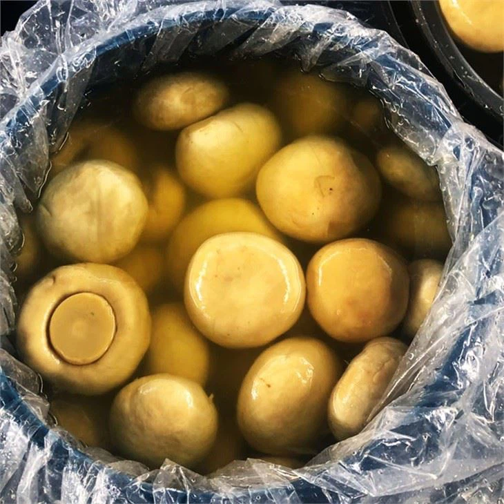 Mushroom In brine In 50kg Drum (3)